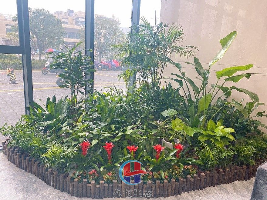 宁波镇海大厅多个花卉品种造景2